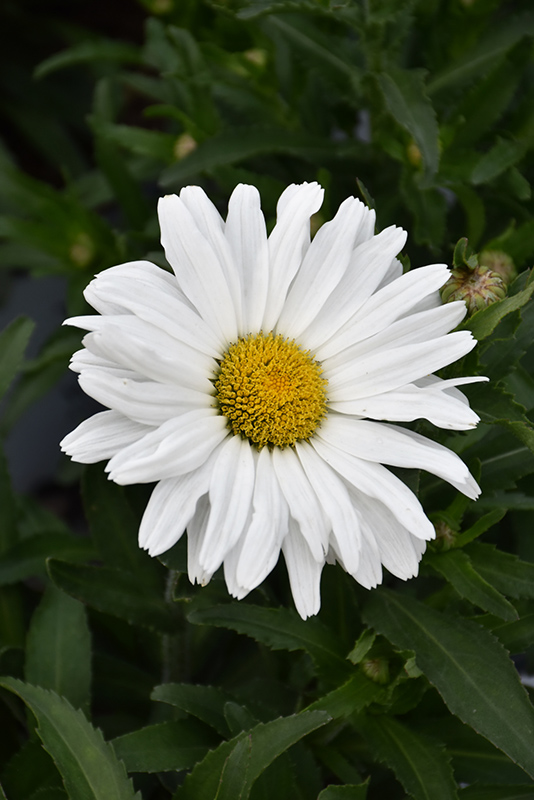 Daisy May Shasta Daisy (Leucanthemum x superbum 'Daisy Duke') at The Growing Place