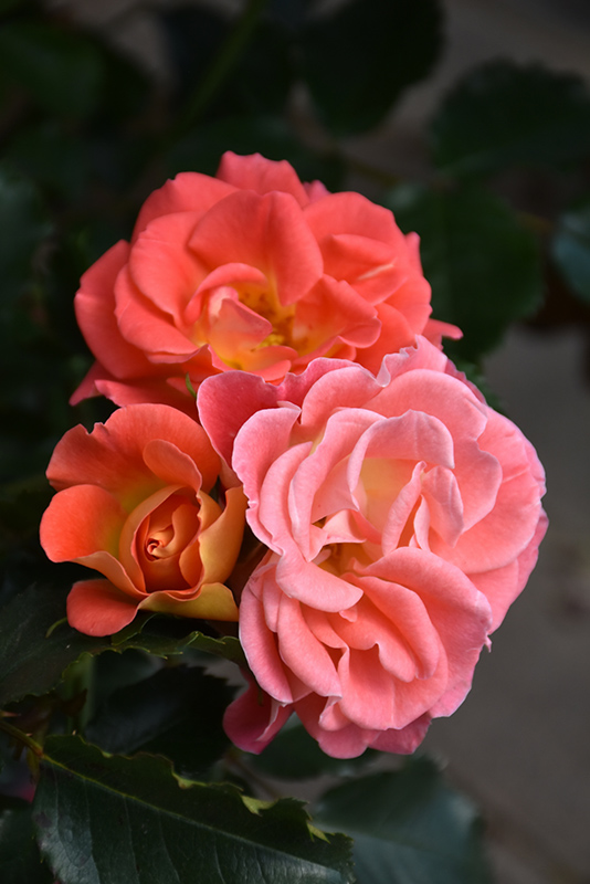 Coral Cove Rose (Rosa 'Coral Cove') at The Growing Place