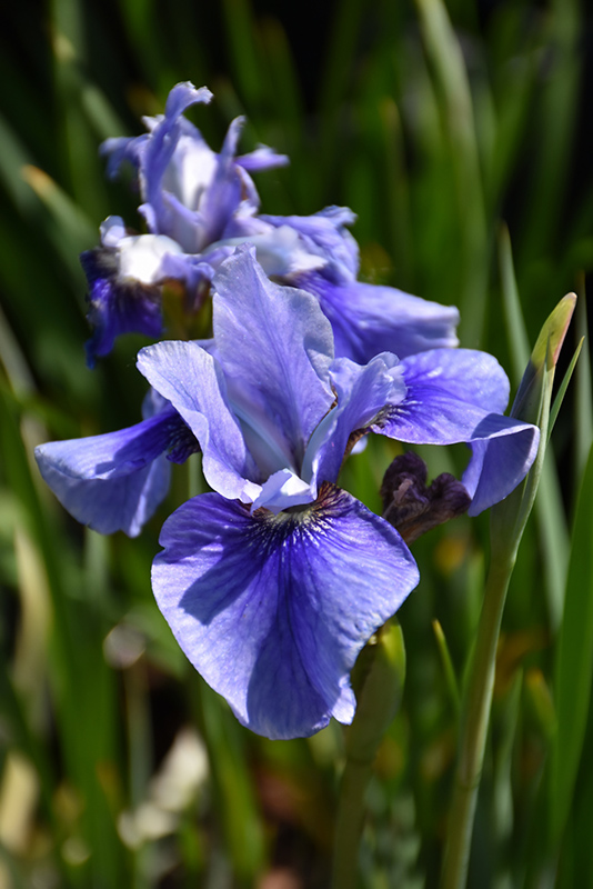 Sky Mirror Siberian Iris (Iris sibirica 'Sky Mirror') at The Growing Place