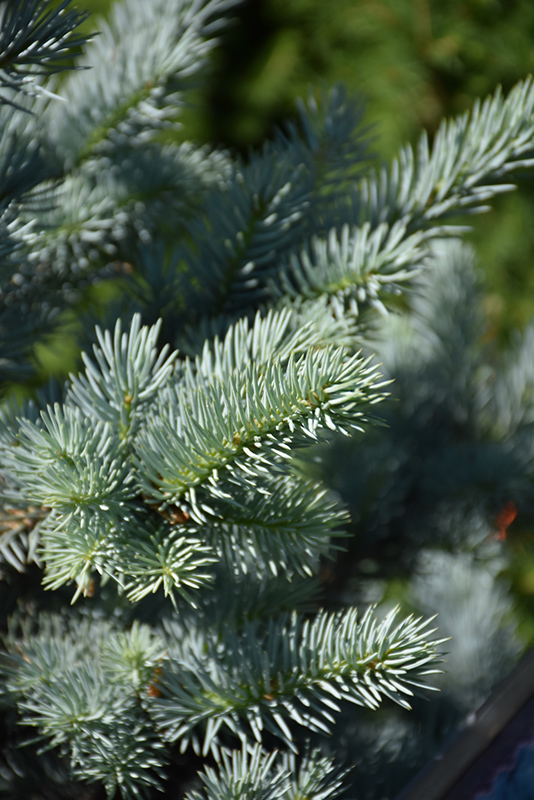 Avatar Blue Spruce (Picea pungens 'Avatar') at The Growing Place