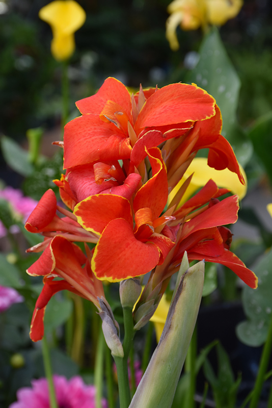 Cannova Red Flame Canna (Canna 'Cannova Red Flame') at The Growing Place