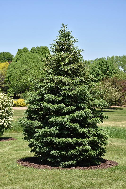Black Hills Spruce (Picea glauca var. densata) at The Growing Place