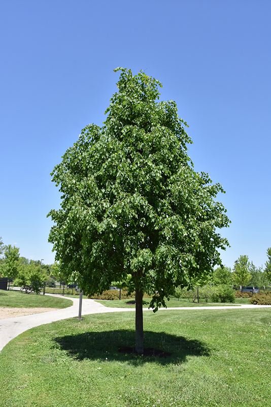 Greenspire Linden (Tilia cordata 'Greenspire') at The Growing Place