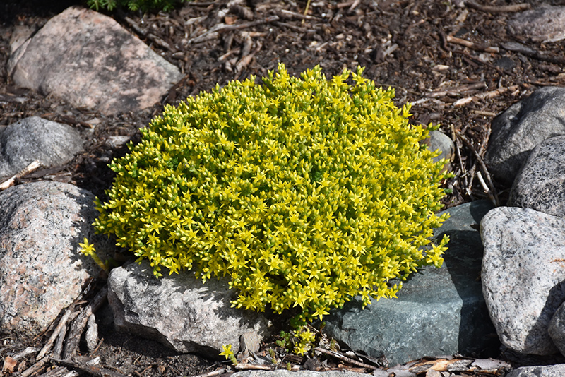 Golden Moss Stonecrop (Sedum acre 'Aureum') at The Growing Place