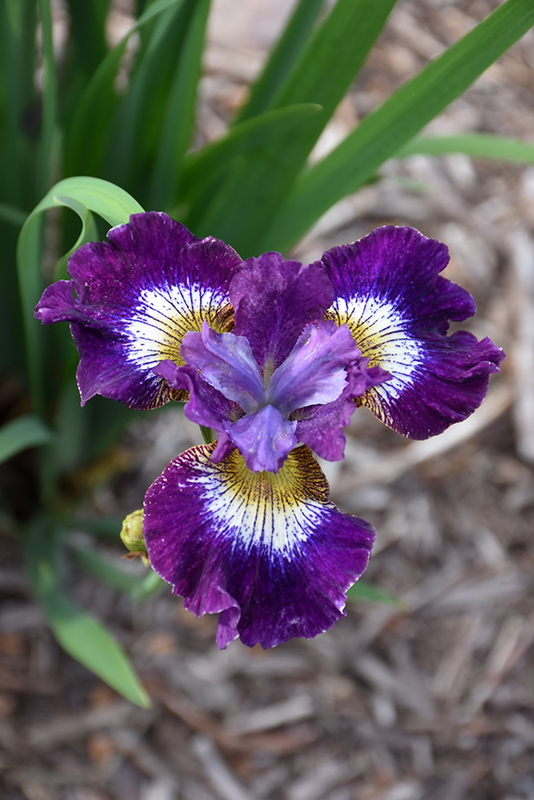 Contrast In Styles Siberian Iris (Iris sibirica 'Contrast In Styles') at The Growing Place