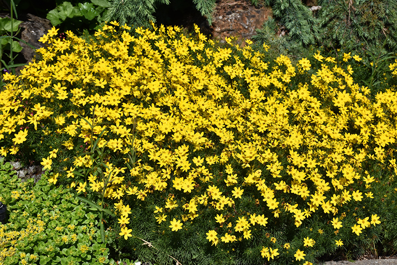 Zagreb Tickseed (Coreopsis verticillata 'Zagreb') at The Growing Place