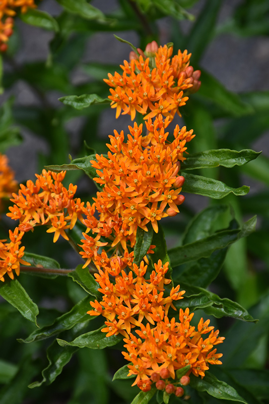 Butterfly Weed (Asclepias tuberosa) at The Growing Place