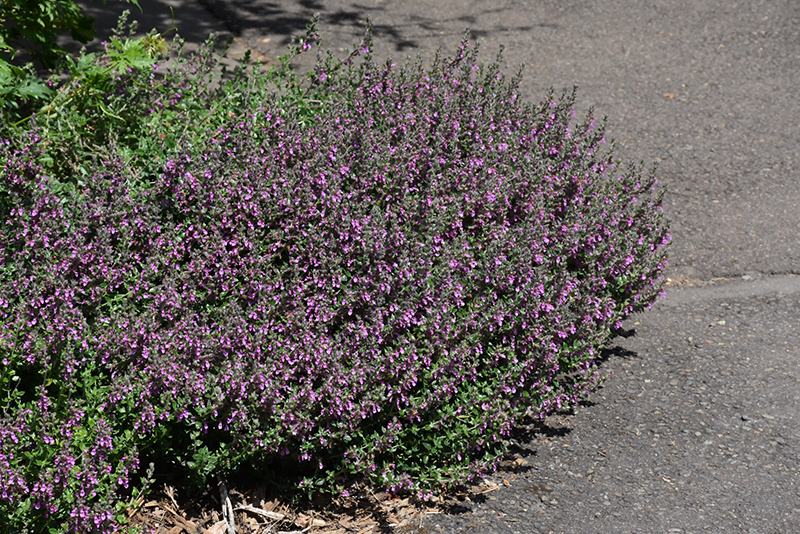 Creeping Germander (Teucrium chamaedrys) at The Growing Place