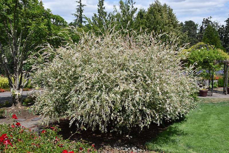Tricolor Willow (Salix integra 'Hakuro Nishiki') at The Growing Place
