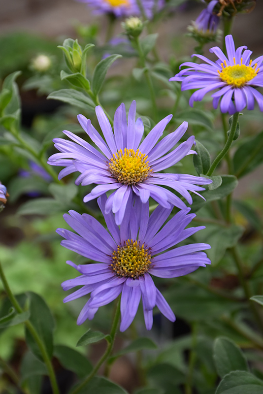Monch Frikart's Aster (Aster x frikartii 'Monch') at The Growing Place