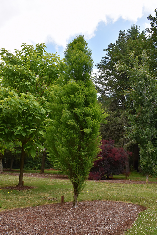 Lindsey's Skyward Bald Cypress (Taxodium distichum 'Skyward') at The Growing Place