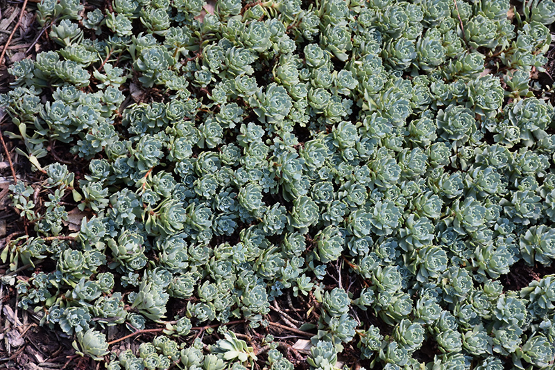 Gray Stonecrop (Sedum pachyclados) at The Growing Place