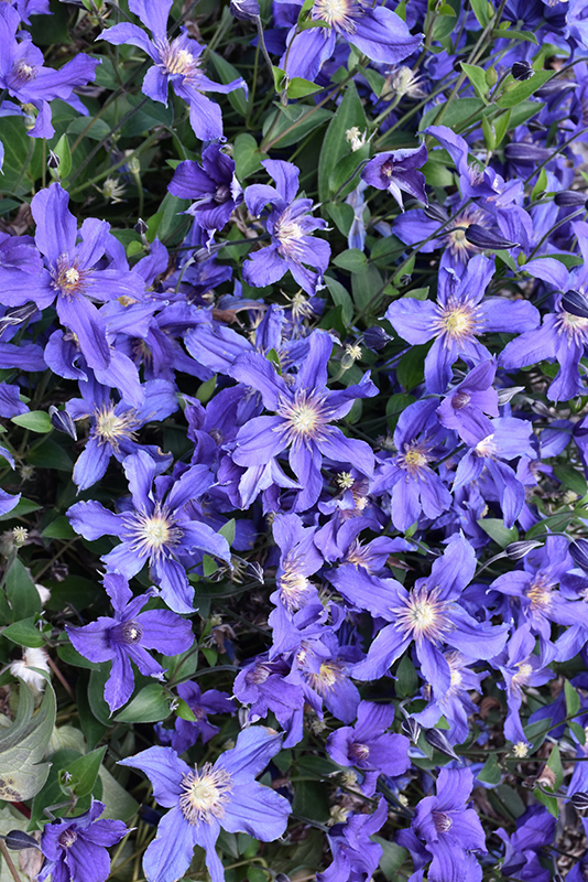 Sapphire Indigo Clematis (Clematis 'Sapphire Indigo') at The Growing Place