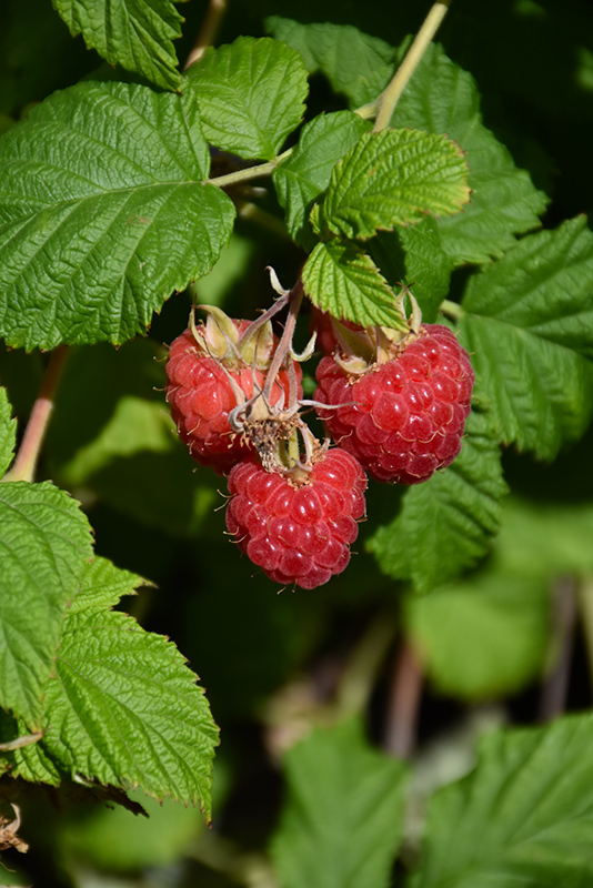 Raspberry Shortcake Raspberry (Rubus 'NR7') at The Growing Place