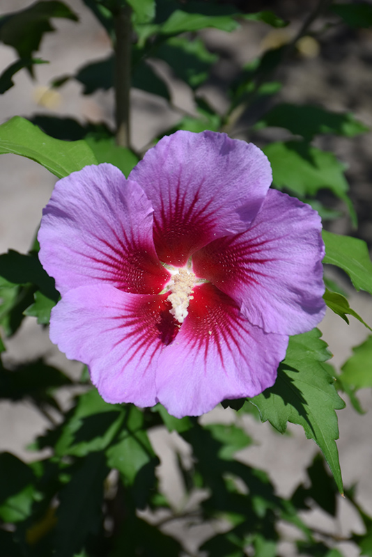 Purple Pillar Rose of Sharon (Hibiscus syriacus 'Gandini Santiago') at The Growing Place