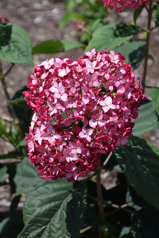 Invincibelle Ruby Smooth Hydrangea (Hydrangea arborescens 'NCHA3') at The Growing Place