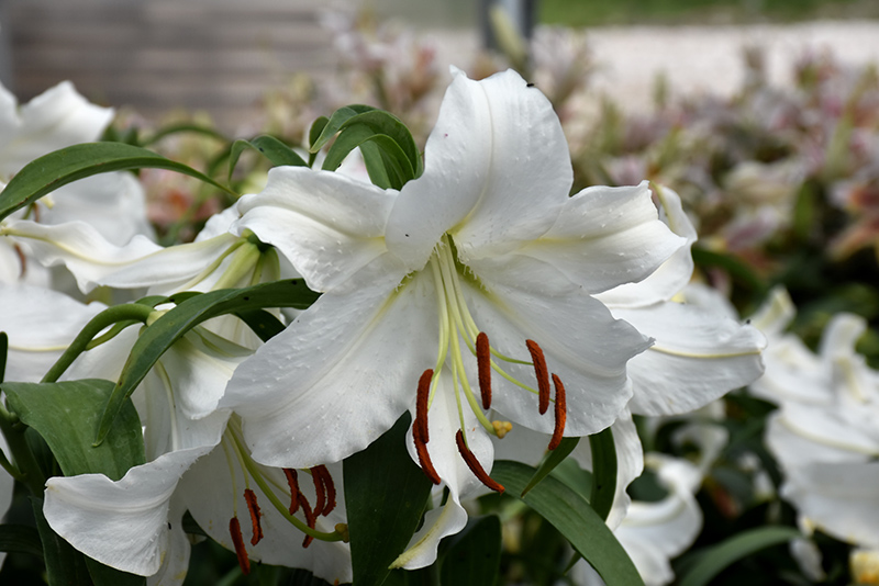 Casa Blanca Lily (Lilium 'Casa Blanca') at The Growing Place