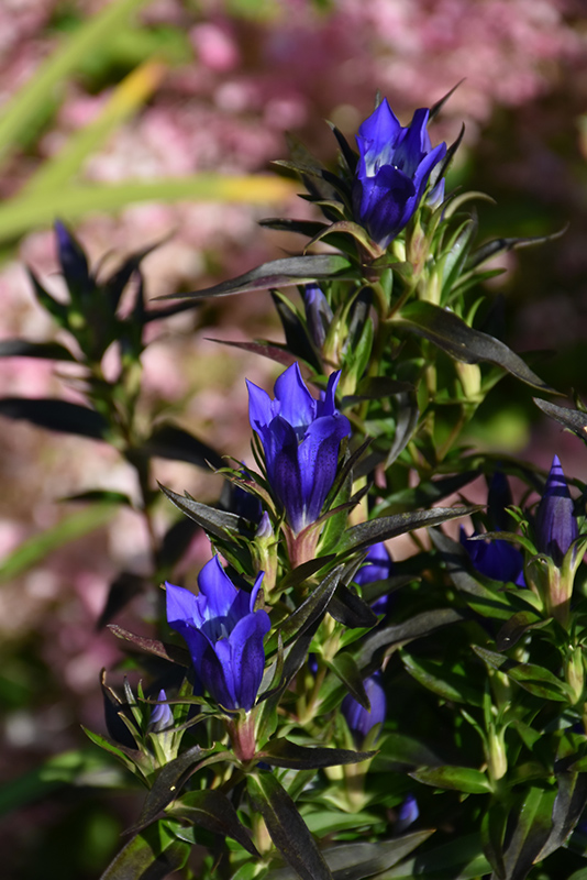True Blue Gentian (Gentiana 'True Blue') at The Growing Place