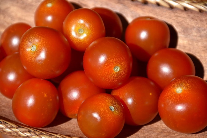 Sweet Million Tomato (Solanum lycopersicum 'Sweet Million') at The Growing Place