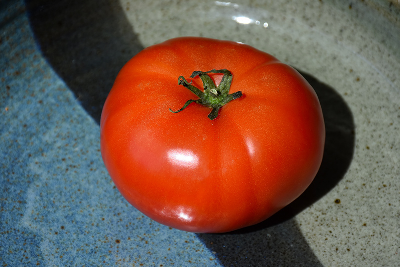 Super Fantastic Tomato (Solanum lycopersicum 'Super Fantastic') at The Growing Place