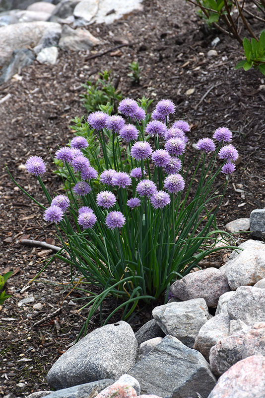 Chives (Allium schoenoprasum) at The Growing Place