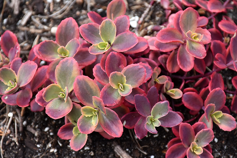 Sunsparkler Wildfire Stonecrop (Sedum 'Wildfire') at The Growing Place