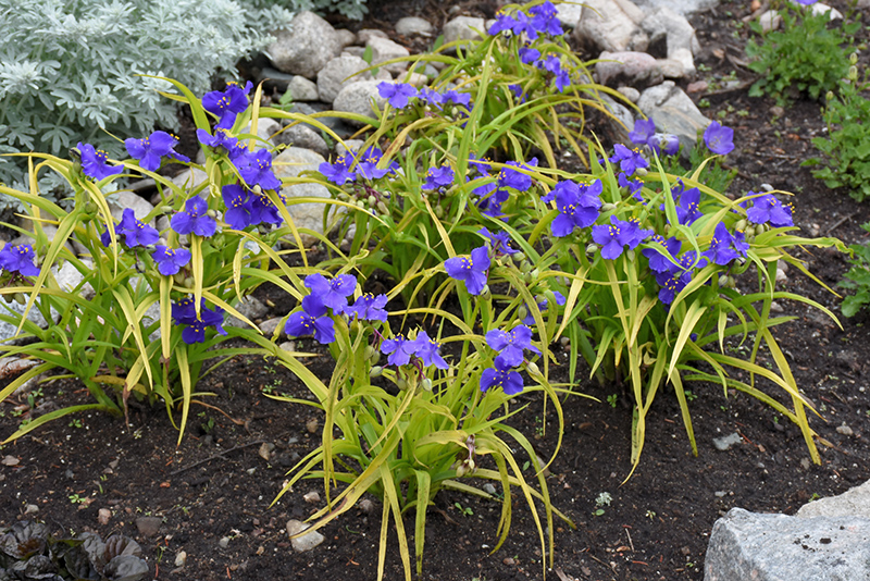 Sweet Kate Spiderwort (Tradescantia x andersoniana 'Sweet Kate') at The Growing Place