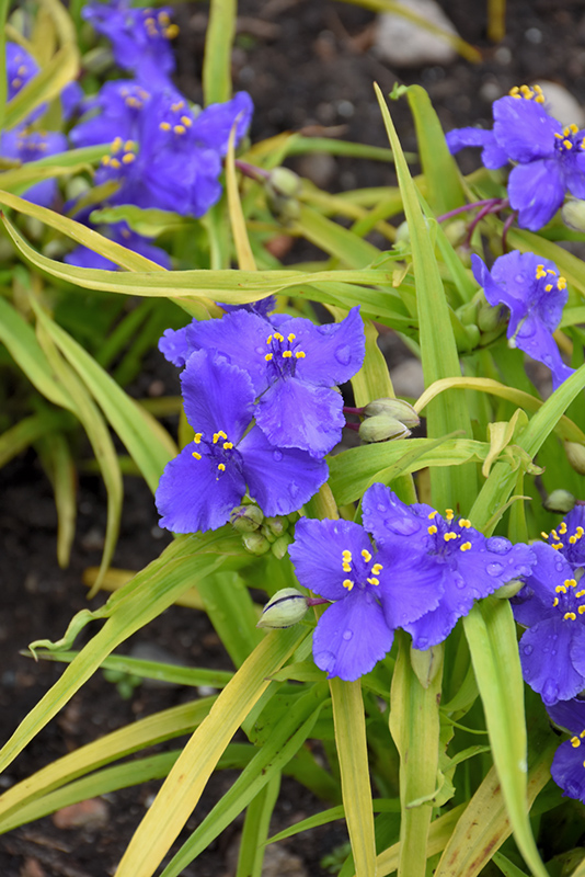 Sweet Kate Spiderwort (Tradescantia x andersoniana 'Sweet Kate') at The Growing Place