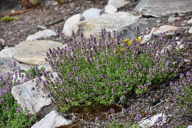 Lemon Thyme (Thymus x citriodorus) at The Growing Place