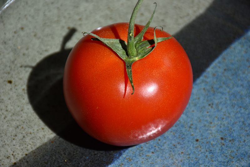 Early Girl Tomato (Solanum lycopersicum 'Early Girl') at The Growing Place