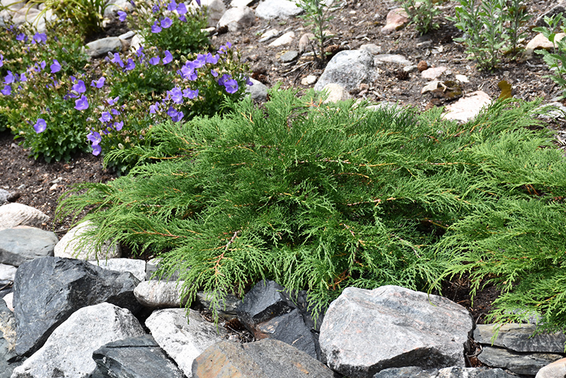 Celtic Pride Siberian Cypress (Microbiota decussata 'Prides') at The Growing Place