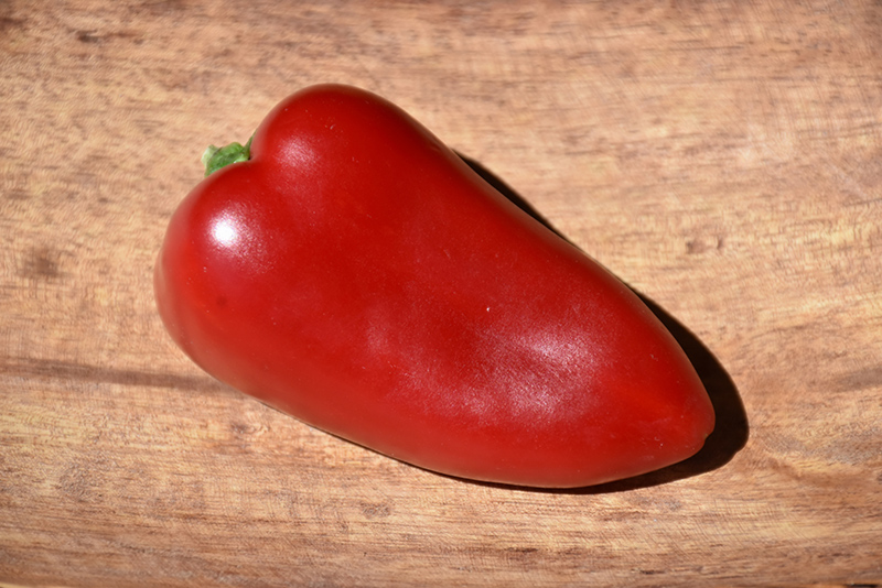 Sweet Heat Hot Pepper (Capsicum annuum 'Sweet Heat') at The Growing Place