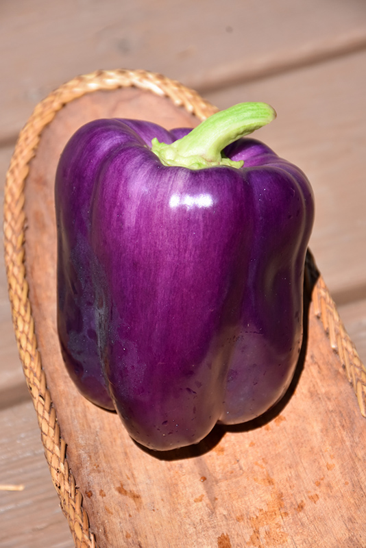 Purple Beauty Pepper (Capsicum annuum 'Purple Beauty') at The Growing Place