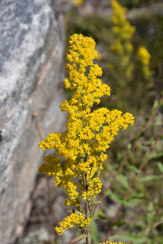 Showy Goldenrod (Solidago speciosa) at The Growing Place