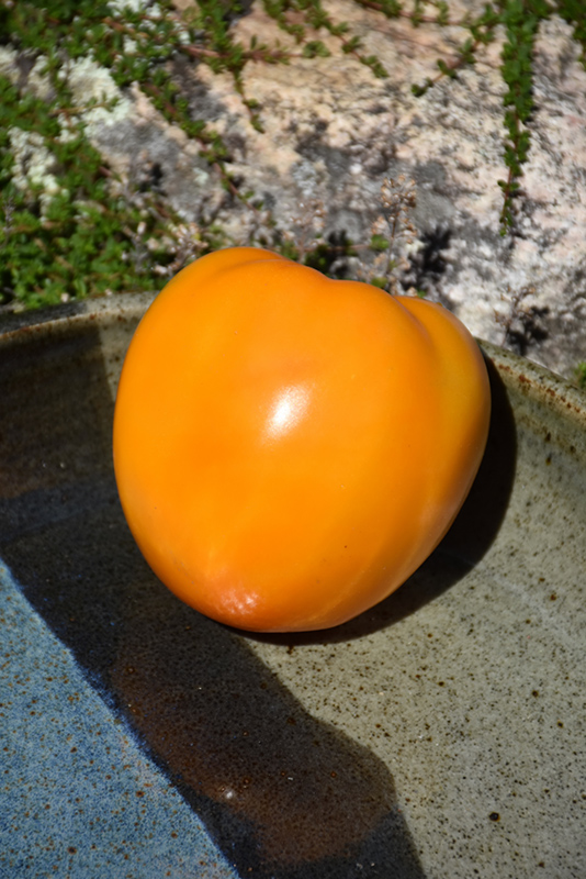 Golden Jubilee Tomato (Solanum lycopersicum 'Golden Jubilee') at The Growing Place