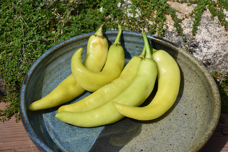 Sweet Banana Pepper (Capsicum annuum 'Sweet Banana') at The Growing Place