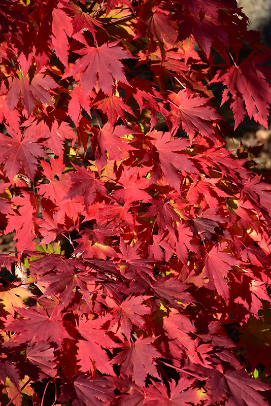 Northern Glow Maple (Acer 'Hasselkus') at The Growing Place
