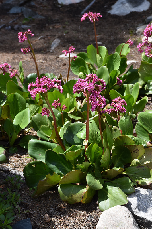 Heartleaf Bergenia (Bergenia cordifolia) at The Growing Place