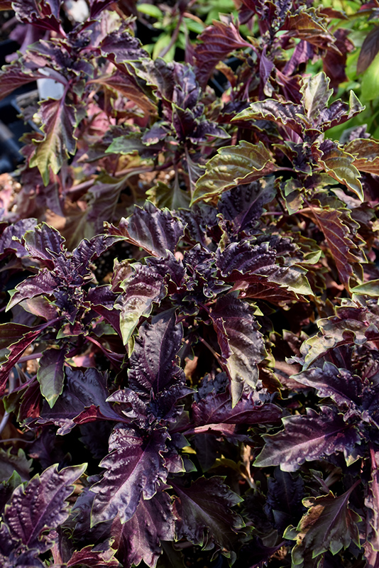 Purple Ruffles Basil (Ocimum basilicum 'Purple Ruffles') at The Growing Place
