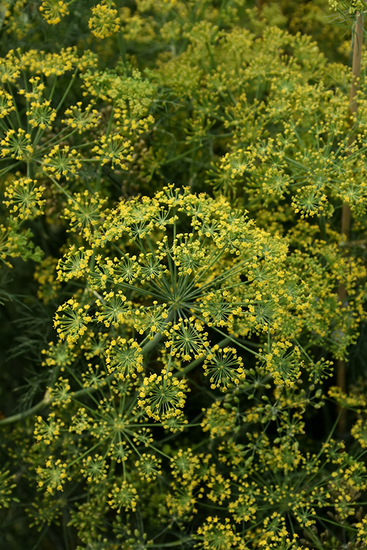Fernleaf Dill (Anethum graveolens 'Fernleaf') at The Growing Place