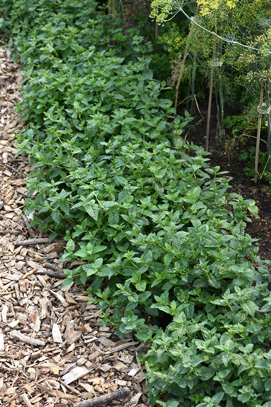 Peppermint (Mentha x piperita) at The Growing Place