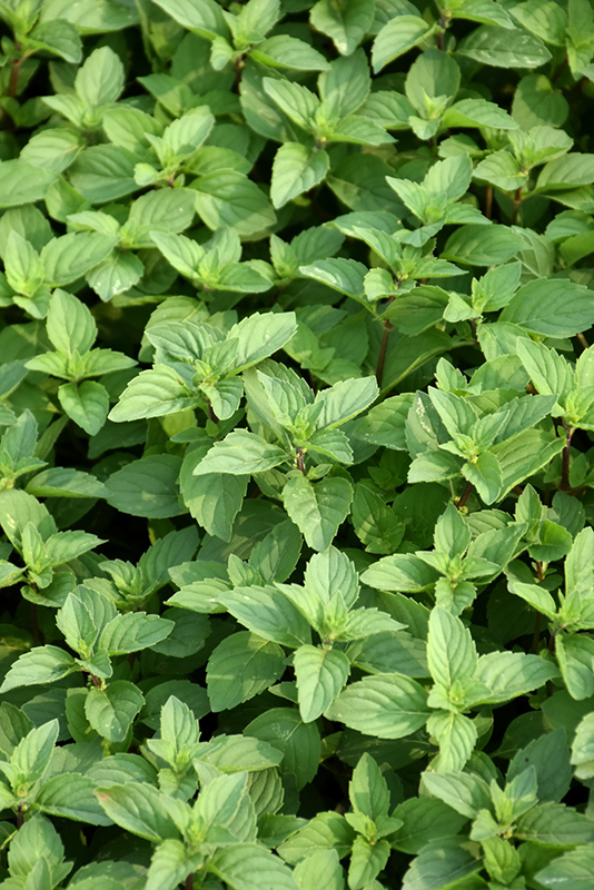 Ginger Mint (Mentha x gracilis) at The Growing Place