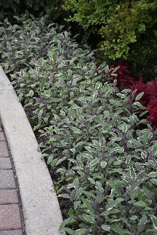 Tricolor Sage (Salvia officinalis 'Tricolor') at The Growing Place