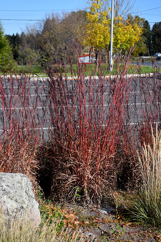 Red October Bluestem (Andropogon gerardii 'Red October') at The Growing Place