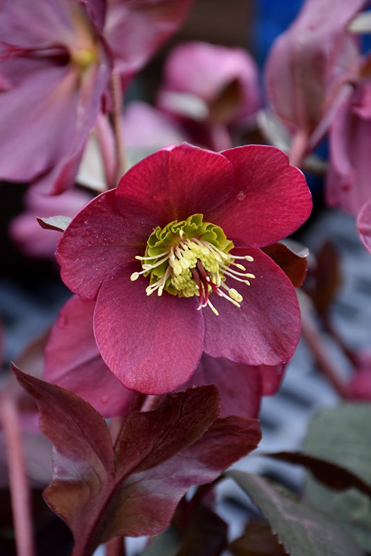 Anna's Red Hellebore (Helleborus 'Anna's Red') at The Growing Place
