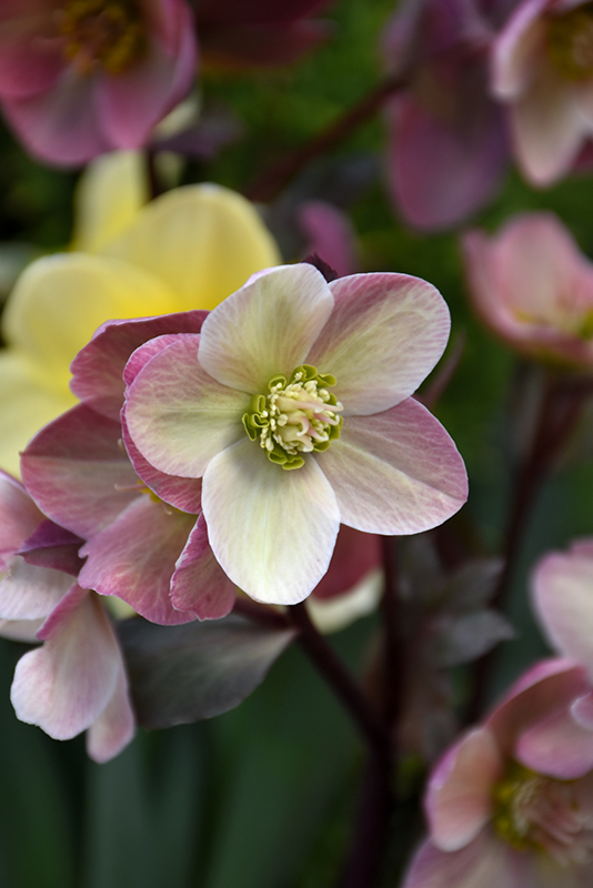 Pink Frost Hellebore (Helleborus 'COSEH 710') at The Growing Place