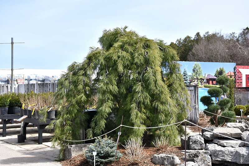 Weeping White Pine (Pinus strobus 'Pendula') at The Growing Place