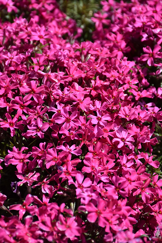 Scarlet Flame Moss Phlox (Phlox subulata 'Scarlet Flame') at The Growing Place