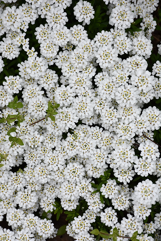 Snowflake Candytuft (Iberis sempervirens 'Snowflake') at The Growing Place