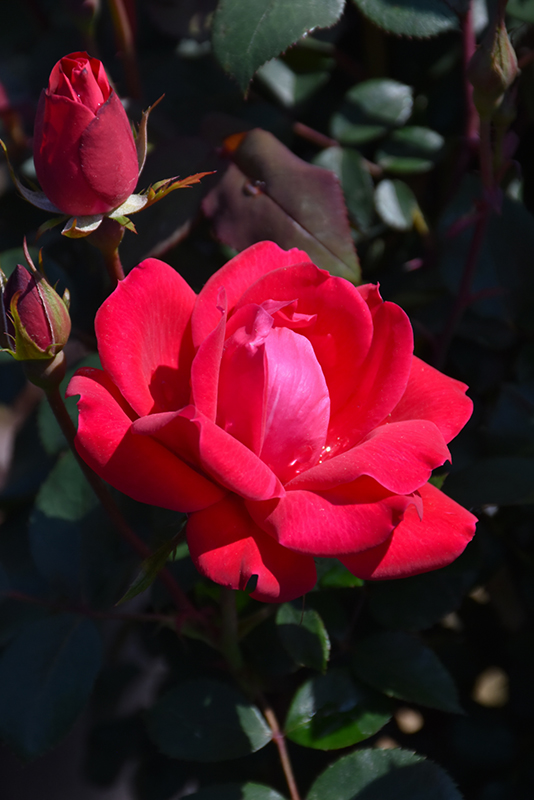Double Knock Out Rose (Rosa 'Radtko') at The Growing Place